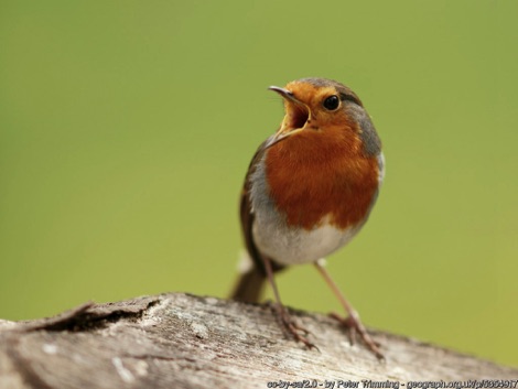 Robin singing